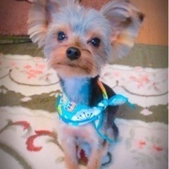 ヨークシャテリア男の子5才