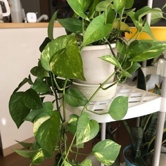 斑入りポトス　観葉植物