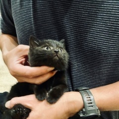 可愛い黒猫のジジです。 - 猫