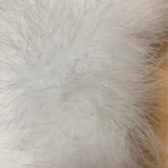 ショールの画像