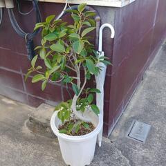 観葉植物⑥
