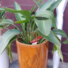 観葉植物⑧極楽鳥花