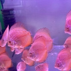 自家産ディスカス　パールラフレシア