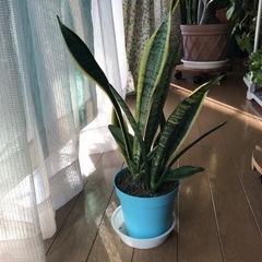 サンスベリア