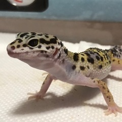 爬虫類・両生類が好きな仲間募集