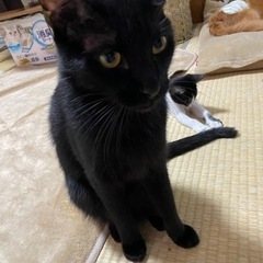 クールな黒にゃん