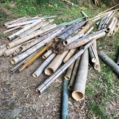 大量の孟宗竹！