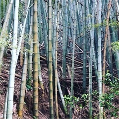 大量の孟宗竹！の画像
