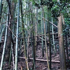 大量の孟宗竹！の画像