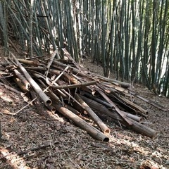 大量の孟宗竹！の画像