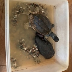 大きいカメ 