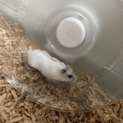 パールドワーフハムスター　里親募集