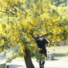 【枝をください】観葉植物やミモザ、金木犀、ユーカリ、ハートカズラ等の枝をください……！ - 買いたい/ください