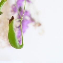 【枝をください】観葉植物やミモザ、金木犀、ユーカリ、ハートカズラ等の枝をください……！ - 久喜市