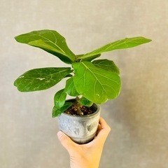 お得！観葉植物　フィカスリラータ　カシワバゴム