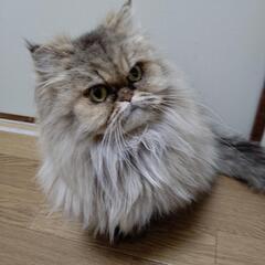 11月30日追記あります。大人しいペルシャ猫さんです。