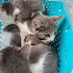 里親募集 生後6ヶ月程〜