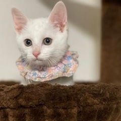 抱っこ大好き生後2ヶ月、しらゆきちゃん!!