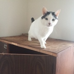 ●癒し系ねこ●