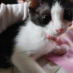 元気な男の子、つぶちゃん。