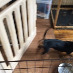 ミニチュアダックスの女の子 - 犬