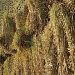 稲わら　藁🌿大人気🌿稲わら！5束！ワラ！天日干し稲藁！家庭菜園や工作にぴったり！家庭菜園の画像