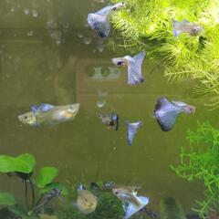 ブルーグラス　グッピー　の稚魚