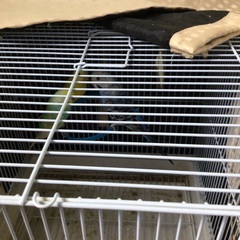 セキセイインコ&ジャンボセキセイインコ