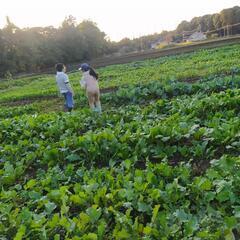 サツマイモ芋掘り　Sweet Potato Digging　鶴奉農園