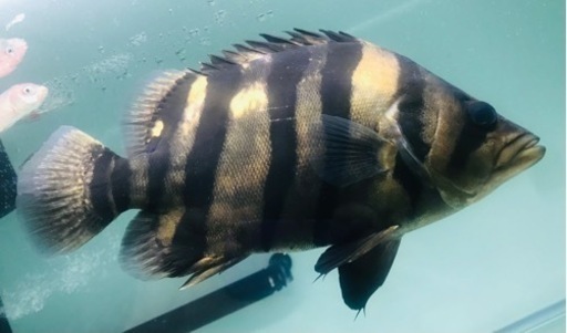 【SOLDOUT】【体型良好】冷凍餌爆食☆ダトニオプラスワン☆黒墨バンド☆30㎝±【ジャンビ産】