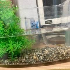 グッピーの子供の画像