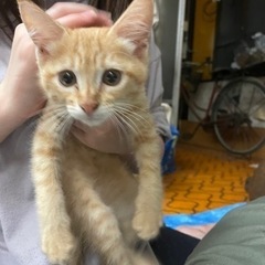 茶トラ子猫