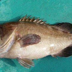千葉県洲崎沖でクエ釣りを一緒にできる方、募集！