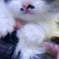 ミルクから育てた生後一ヶ月マンチカンの四兄弟