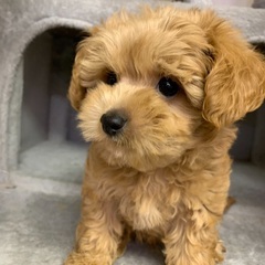 MIX仔犬里親募集中