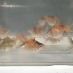 金魚、だるま琉金、オランダ獅子頭、川魚等