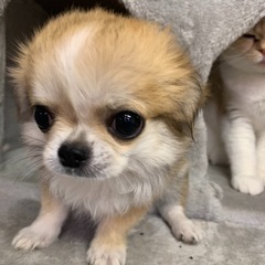 チワワ仔犬男の子里親募集中