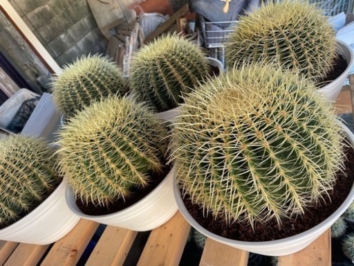 セール　金鯱　サボテン　ドライガーデン　キンシャチ