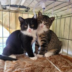 里親さん募集中です。可愛い仔猫達を幸せに。