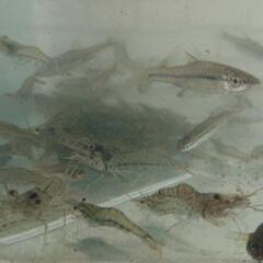 モエビ  お話し中の画像