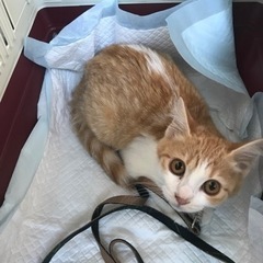 茶白の子猫ちゃん 再募集です！