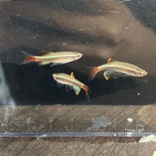 アピスト・熱帯魚入荷