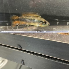 アピスト・熱帯魚入荷