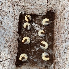 カブトムシの幼虫8匹の画像