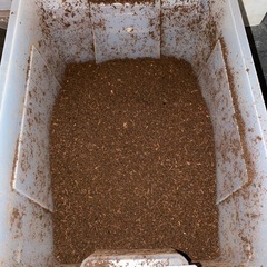 カブトムシの幼虫8匹の画像