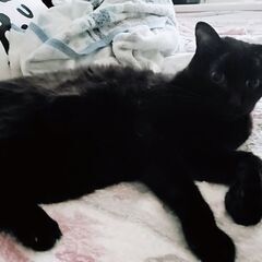 大人しい黒猫ちゃん