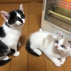 とってもかわいい生後2か月の兄弟子猫。二匹いっしょに里親になって...