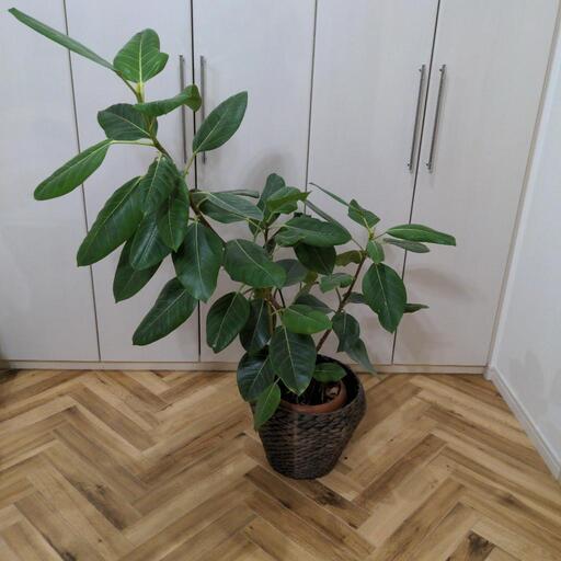観葉植物　大きめ