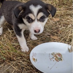 子犬の里親募集　1匹白黒（決まりました）