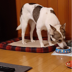 犬を探しています【見つかりました！！！』